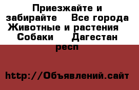 Приезжайте и забирайте. - Все города Животные и растения » Собаки   . Дагестан респ.